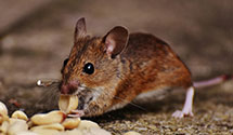 aircraft-pest-control Experts in Essex Jct